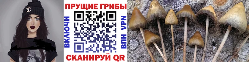 Псилоцибиновые грибы Cubensis  Сертолово 